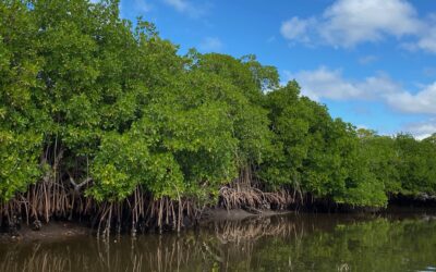 Lanzan proyecto MEx30x30 para la conservación de la biodiversidad en México