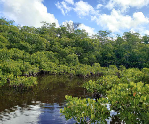 Distribución de mangle rojo en el noroeste de México y la Península de Yucatán