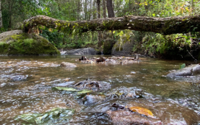 Monitoreo comunitario del agua