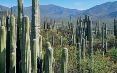 FANP – 25 años, 25 historias