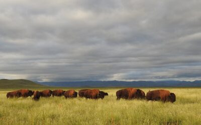 Las manadas de conservación de bisontes en México
